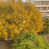 这颗是什么树呀，春天不都应该是绿色的吗？为什么春天会叶子变黄呢
