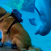 抚慰犬：我是水族狗