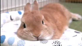 5a0938b9f44f5f1eb8e41c77169daf76480f7db6.jpg@280w_158h_1c_100q.jpg