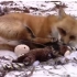 狐狸RONRON在今年第一场雪后与主人玩耍