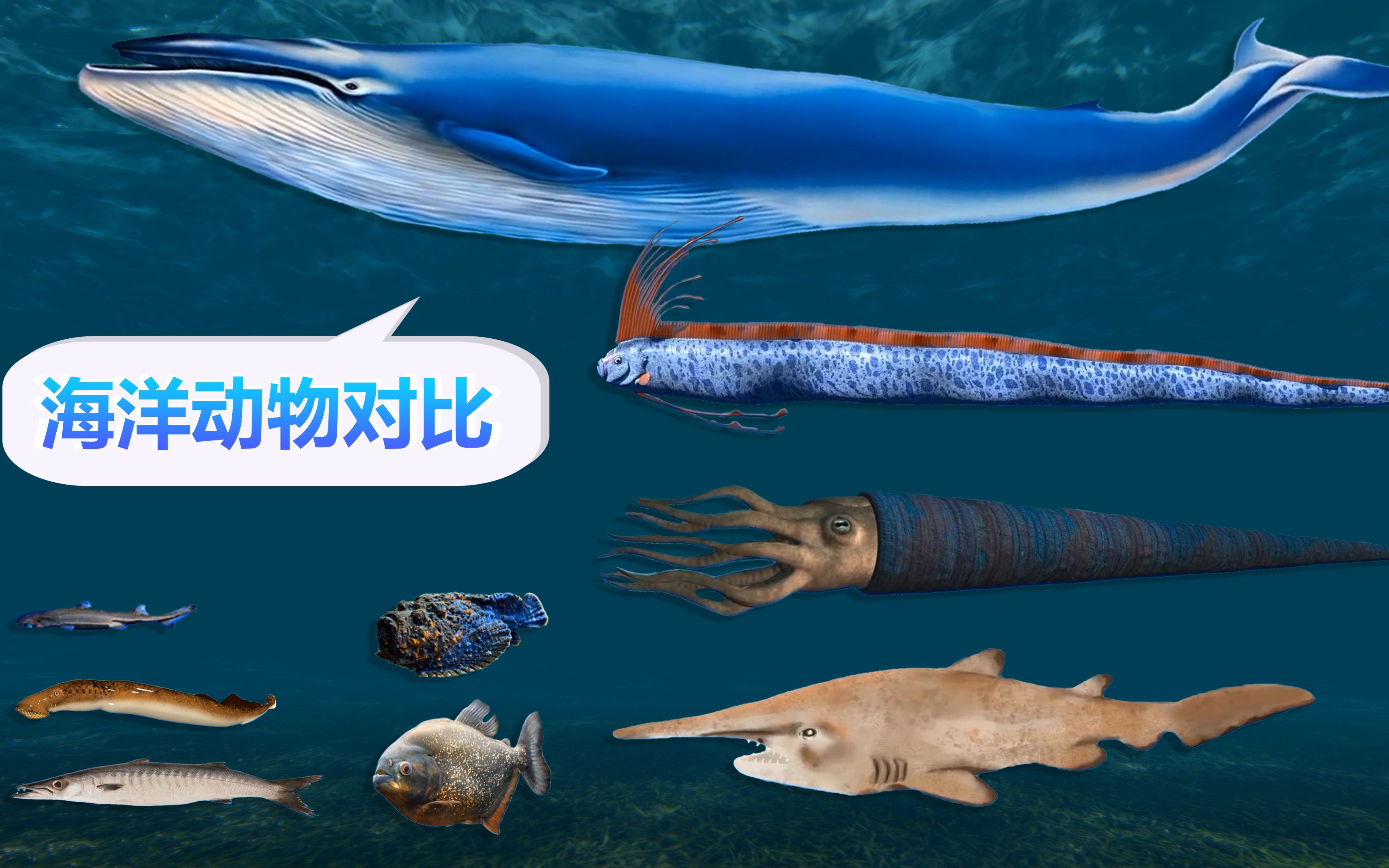 你知道海洋中最大的动物是谁吗？让我们做一个对比，蓝鲸不是最大