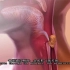 【解剖与生理小视频】消化系统