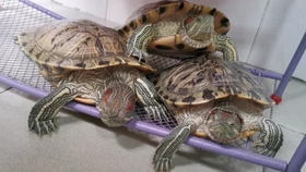 乌龟怎么喂才好 5a2737af73155092df53741921c80402e779ef55.jpg@280w_158h_1c_100q.jpg