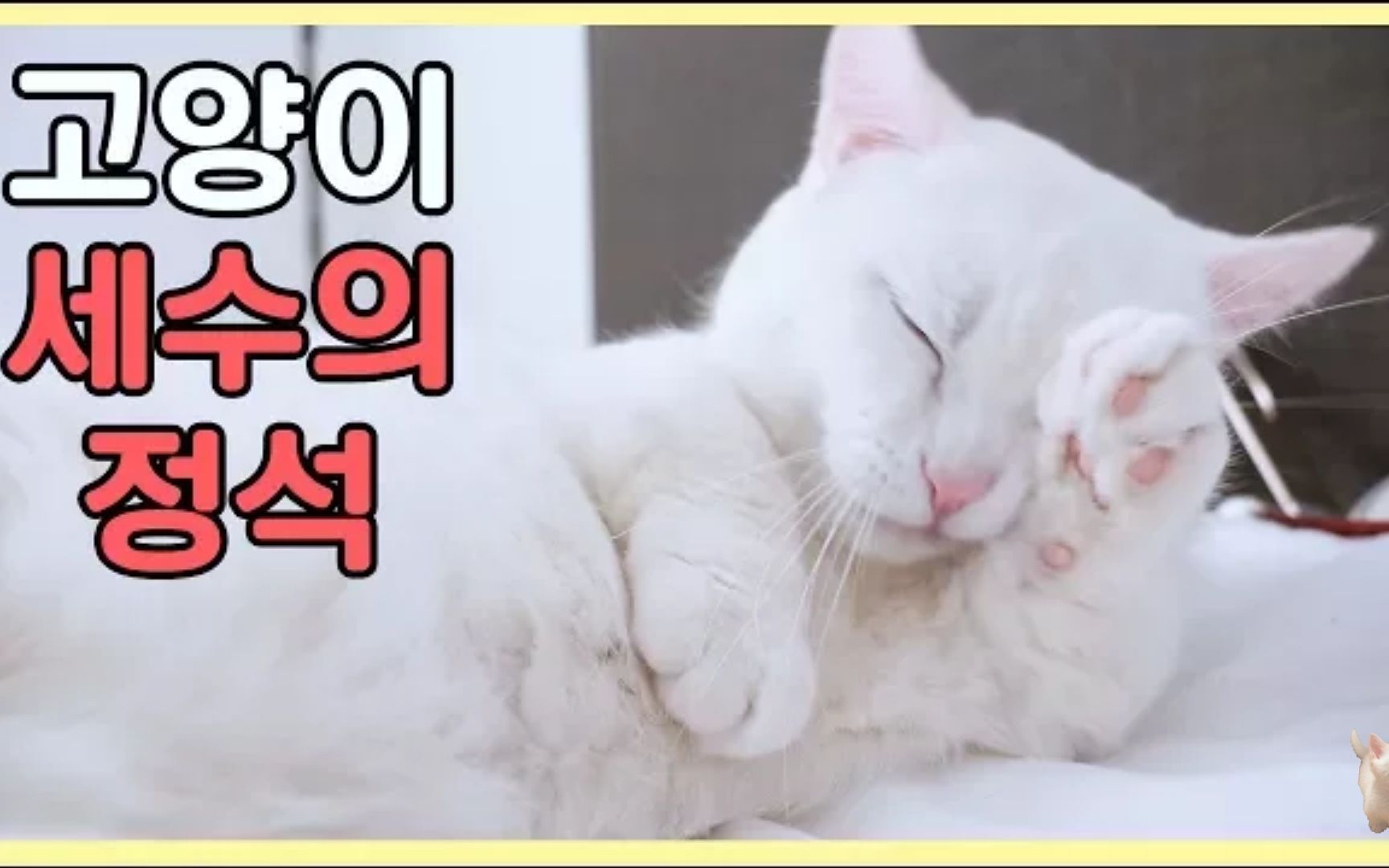【goboogi&chobee】【曼基康短腿猫】认认真真地洗脸