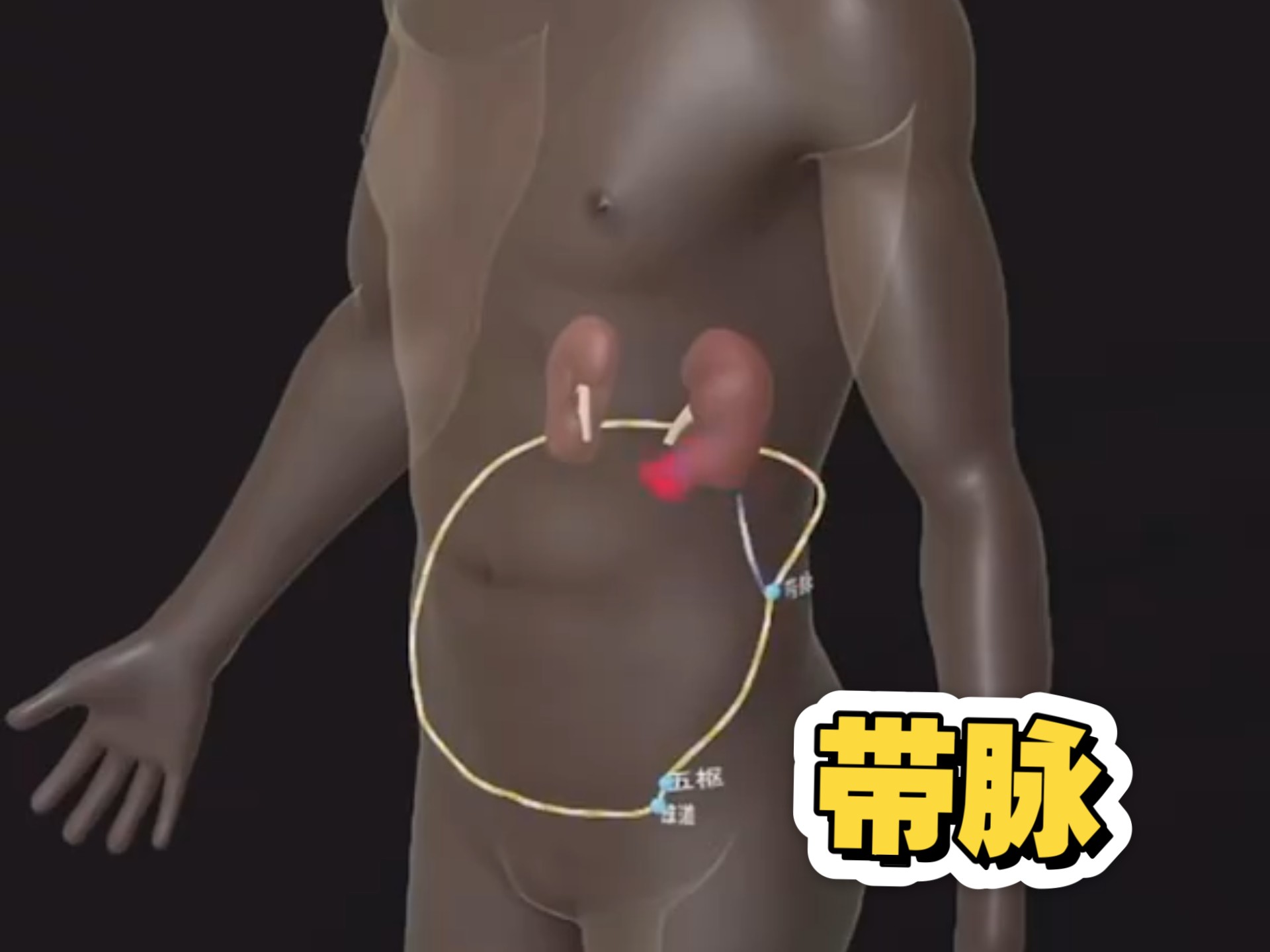 【奇经八脉之带脉介绍】