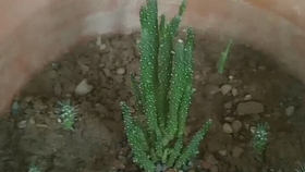 多肉怎么分叉 5a384c8a0444f4f2d1b176c230eeca6a2c6a19e1.jpg@280w_158h_1c_100q.jpg