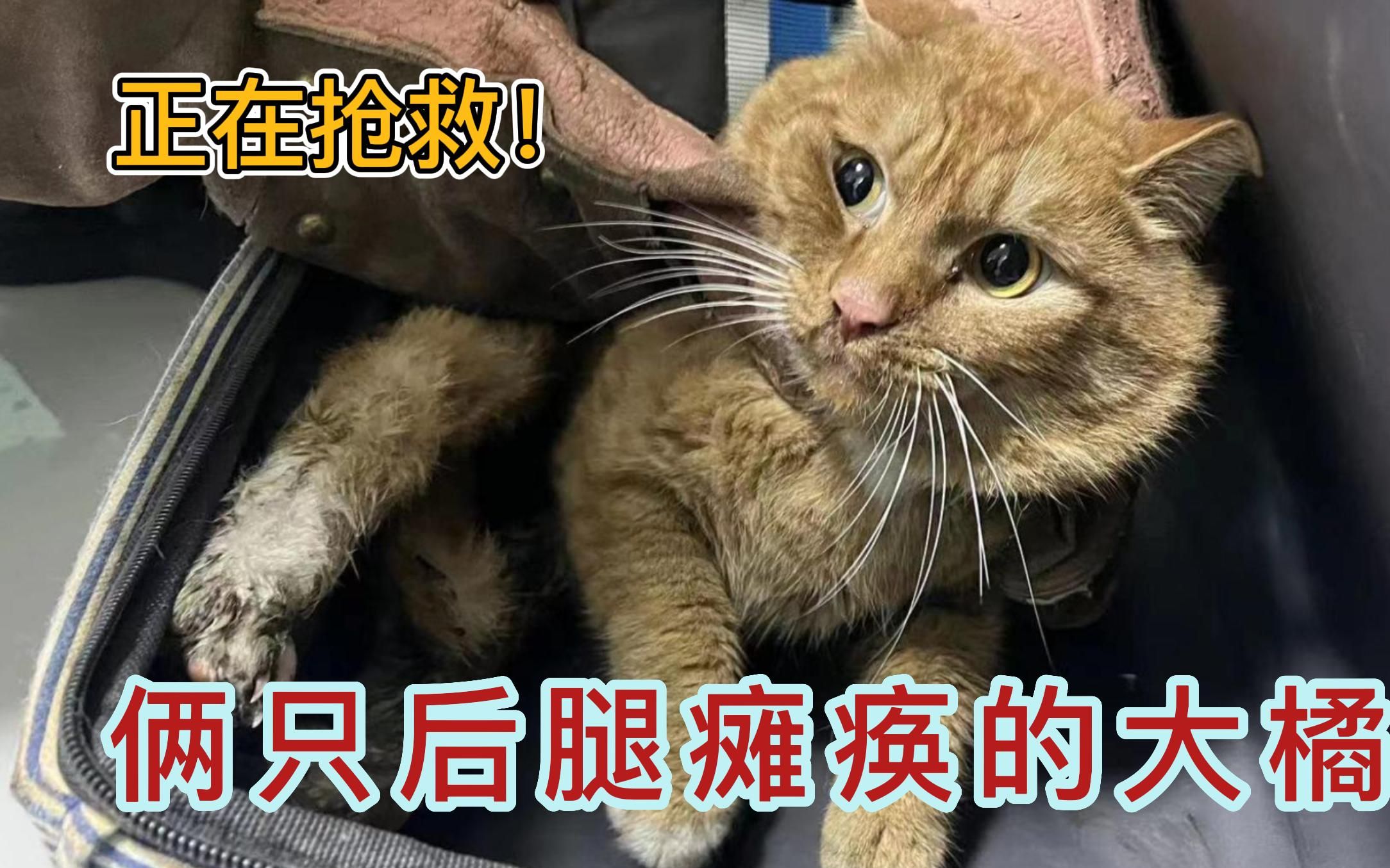 抢救俩只后退瘫痪的大橘猫，猫咪的叫声让人心疼！