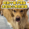 吃到个橘子很酸，决定给小狗尝尝