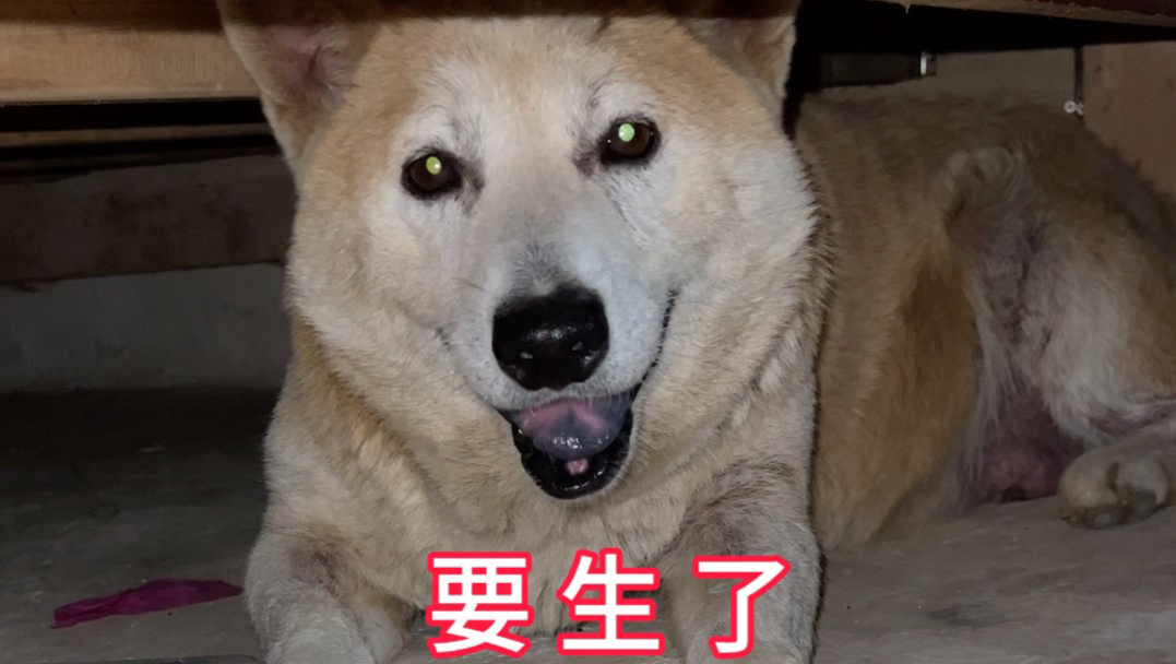 狗狗马上要生了 它会用行动来提醒你 不愧是人类最好的朋友