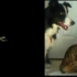 猫狗技巧大比拼 Cat vs Dog- A Trick Contest