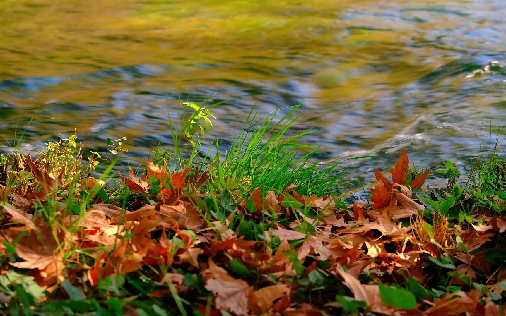 秋天小河边落叶风景视频素材