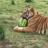 老虎吃西瓜，啃皮啃到发脾气，直接给你砸咯！