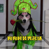 盘点那些狗狗时装秀名场
