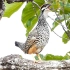 南方最好听的50种鸟叫声，从小听到大，终于看清它们的样子了
