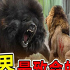 世界上“最致命”的10只恶犬，咬合力800公斤，可以单杀野猪