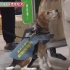 动物块 紧贴保护日本的机场探知犬！年末一起揭发SP 12-10
