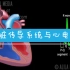 【Alila Medical Media】3.心脏传导系统与心电图