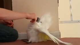 5aa9b10c9f5df3e9021a24bf30b8d59150cf5848.jpg@280w_158h_1c_100q.jpg