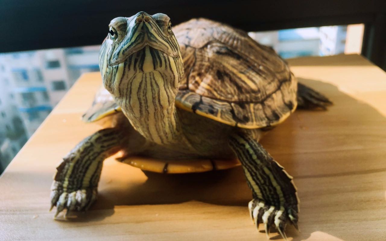 巴西龟给一只巴西龟洗澡爽的不行
