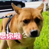 上厕所的时候不敢想你