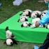 最萌大熊猫入选全球最美照片