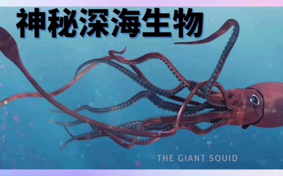 巨乌贼——神秘的深海居民！关于巨型鱿鱼的有趣事实。