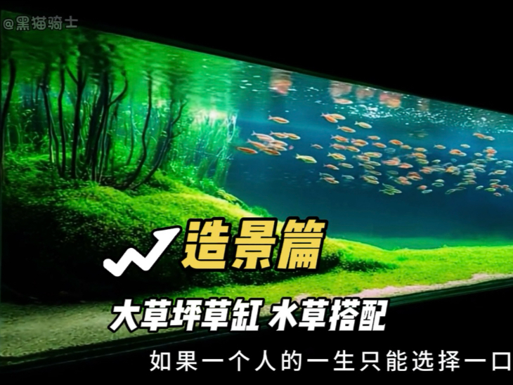 如果一个人的一生只能选择一口缸，首选一定是这种风格，开阔式大草坪..草缸造景教程