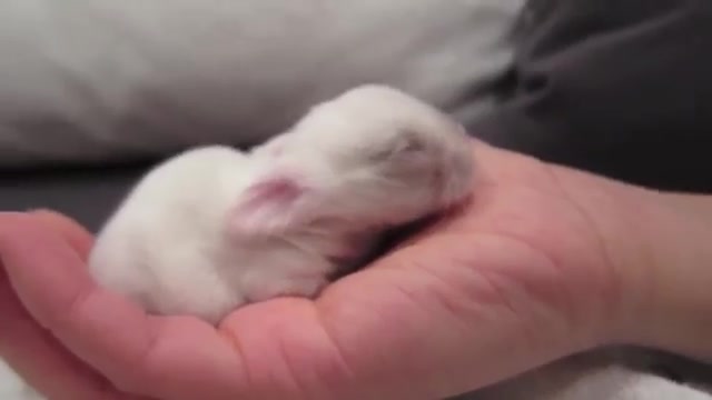 出生五天的超萌小兔子~小棉花糖