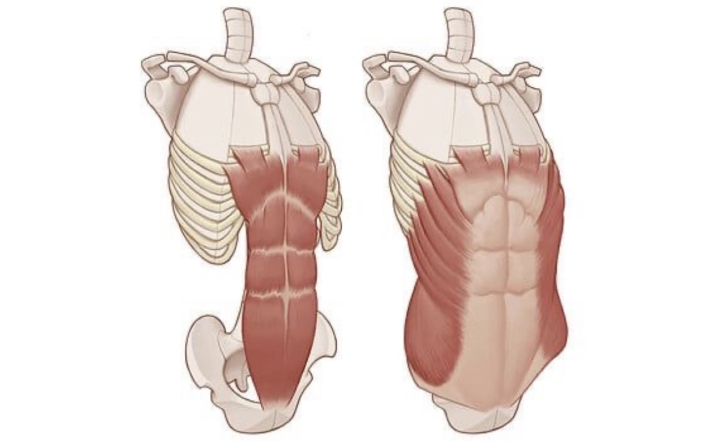 全网最详细艺用人体结构讲解之腰腹部——腹直肌和腹外斜肌！