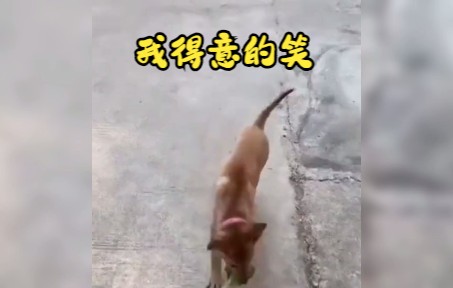 我得意的笑我得意的笑