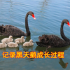 圆明园，6只黑天鹅宝宝首次下水，天鹅爸妈的反应令人赞叹