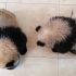 【大熊猫】两颗小煤球