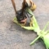 螳螂大战黄蜂，结局有点意外！