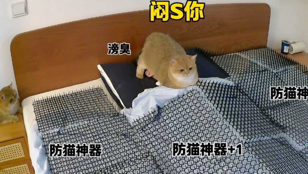 猫：你啥意思？
