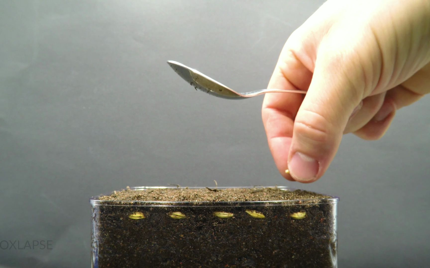 大麦发芽过程延时摄影