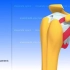盂肱关节的运动（动画）--The Glenohumeral Joint