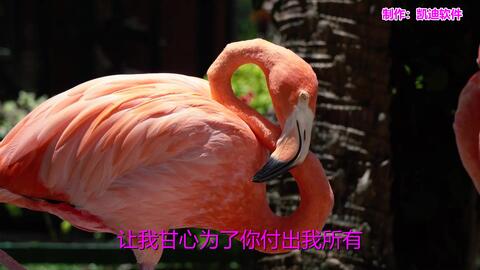 免费经典老歌500首怀旧下载 5ba1359b094a8ada21a52d095cd5ebdb6e22cfe0.jpg@480w_270h_1c