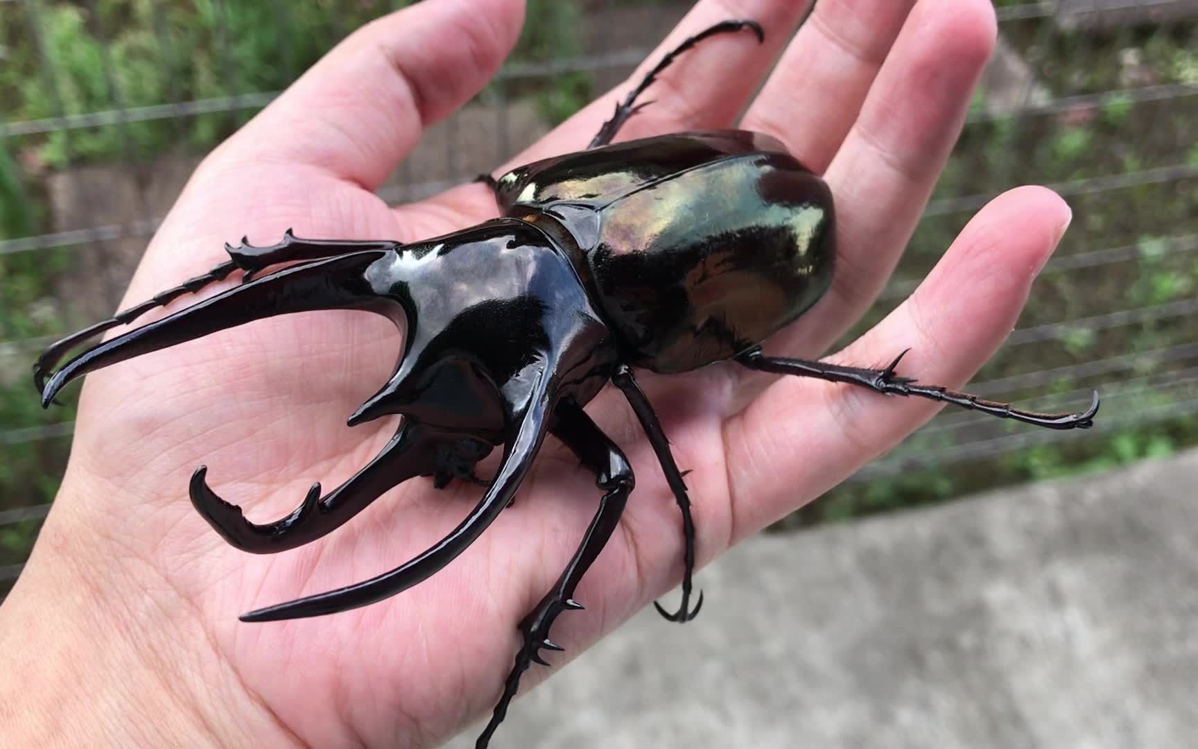 世界上最好看的甲虫，114mm南洋大兜虫（CCC）的视觉感受_哔哩哔哩_bilibili