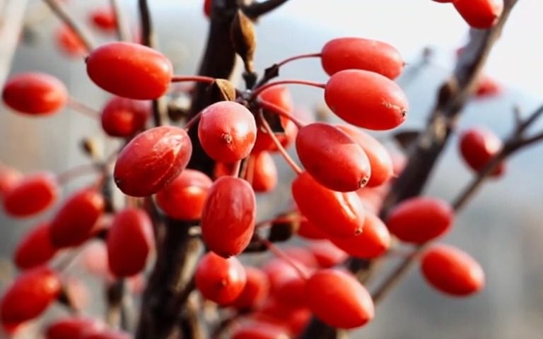 阳城茱萸红 丰收满画意