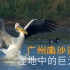 鹈鹕灌顶，广州南沙湿地 | 国际湿地日