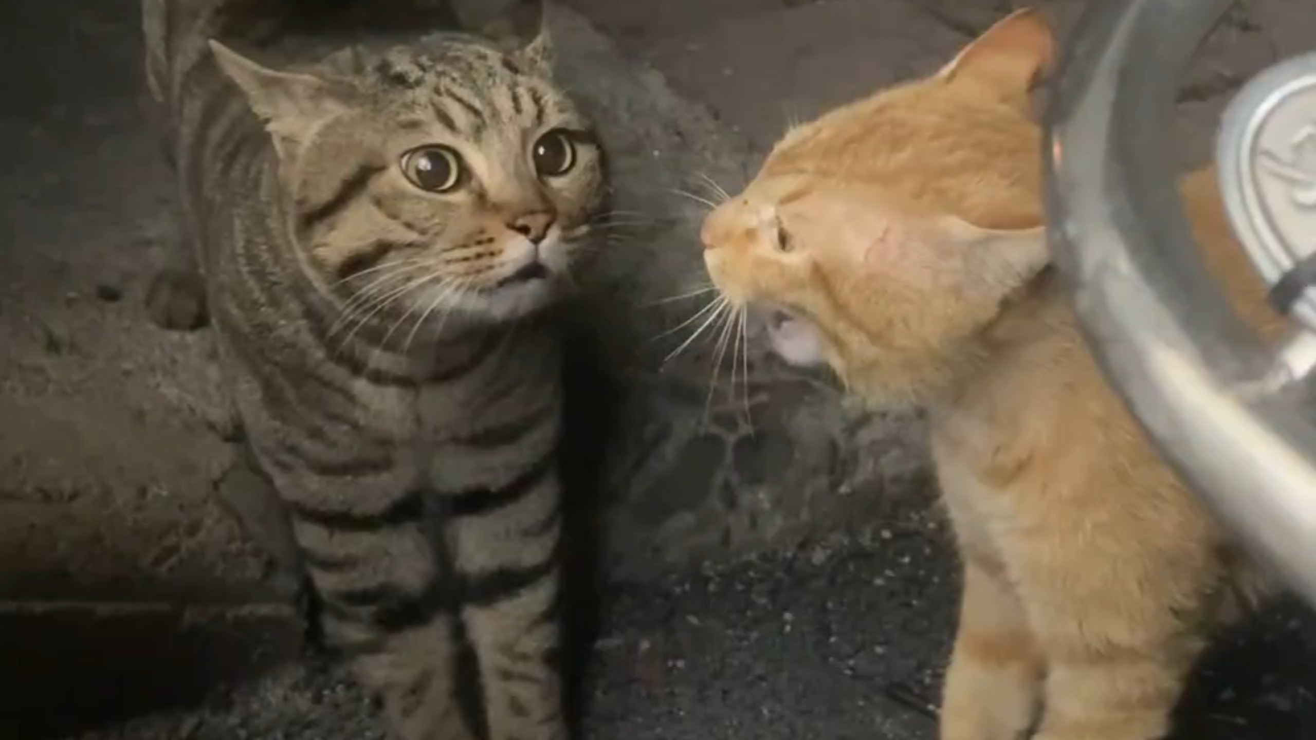 小橘: 咪的天，咪什么都没有做啊！