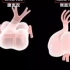 【胚胎学动画】（中文字幕）13 心脏的发生 The development of the heart - Medical