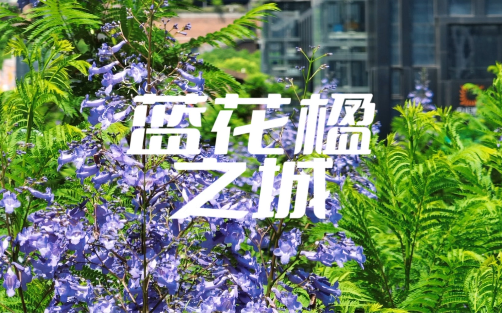 说重庆是蓝花楹之城，没人会反对吧？有多少人是把蓝花楹叫做蓝楹花的请举手……