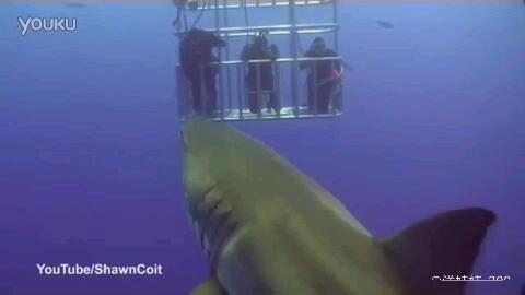 鲨鱼视频大全100集 5bc07e1edeeb4c61baf6d5c9a43a4301568ecf38.jpg@480w_270h_1c