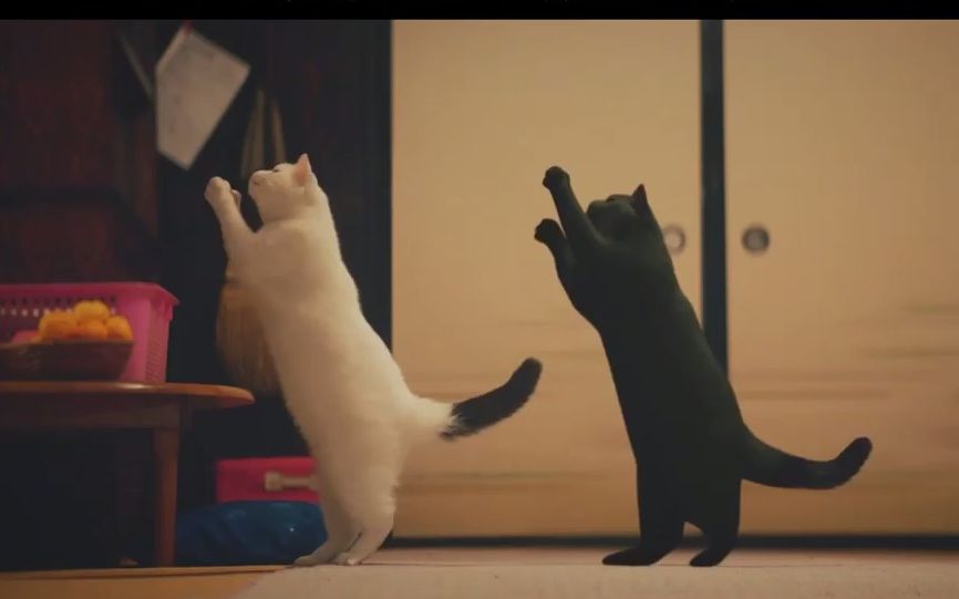 日本暖心广告：偷偷学习的猫，最后看哭了……