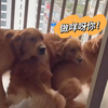 人吓狗，吓死狗
