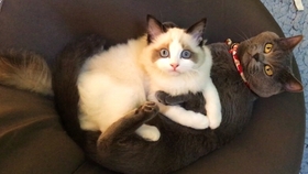 猫的品种大全有哪些 5bd6febf036852ffa8f42d2f962ffb47e4690122.jpg@280w_158h_1c_100q.jpg