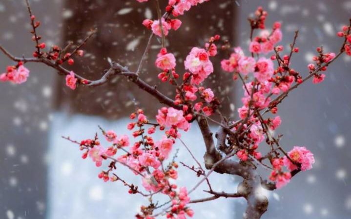 【满汉艾扣】棠红棣雪