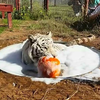 【BigCatRescue】洗泡泡浴的白虎