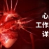 【2D&3D混合】心脏的工作原理详细解说